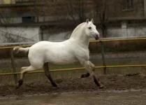 Грязный))).webp
