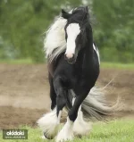 ммти.webp