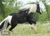 ти.webp