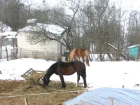 SAM_0541.webp