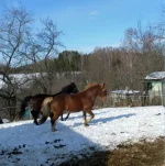 SAM_0547.webp