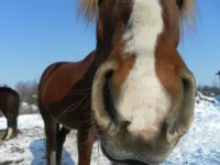 SAM_0524.webp