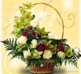 i-2447.webp
