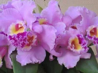 18f01393c33a8c0169fbbc56abf674c5.webp
