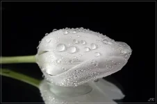 tulip.webp