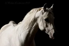 гнев4.webp