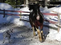 x_9aaff9b9[1].webp