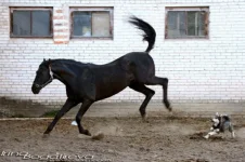 x_76c63bb3[1].webp