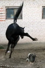 x_cdcb8d0d[1].webp
