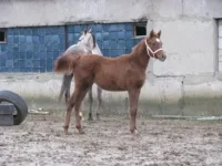 x_0e93e726.webp