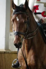 x_13b0299f.webp