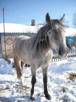 x_91ce113d.webp