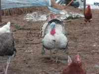SAM_0338.webp