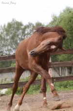 дю2.webp