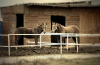 ksk_black_horse97272_785_995.png