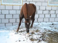 DSCN4918.webp