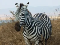 DSCF4325.webp
