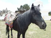 DSCF0801.webp