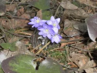 SAM_0698.webp