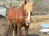 SAM_0731.webp