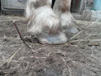 SAM_0849.webp