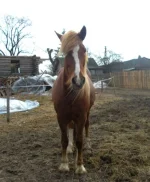 SAM_0875.webp