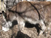 воля2.webp