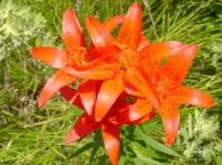 getImage (18).webp