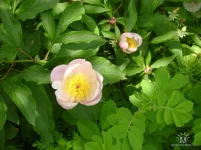 getImage (20).webp
