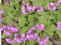 getImage (23).webp