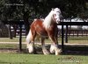 silver-bay-gypsy-vanner4062w.jpg