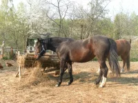 SAM_0984.webp
