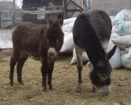 IMGP6660.webp