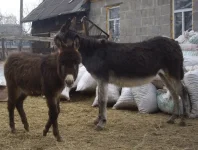 IMGP6659.webp