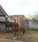 SAM_1058.webp