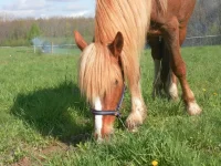 SAM_1087.webp