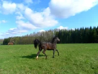 SAM_1092.webp