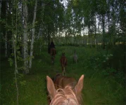 111.webp