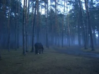 x_0072cf45.webp