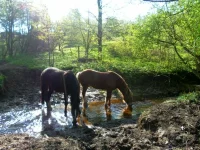 SAM_1129.webp