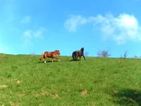 SAM_1131.webp