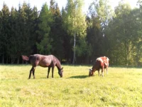 SAM_1149.webp