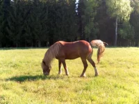 SAM_1150.webp