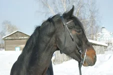 барик.webp