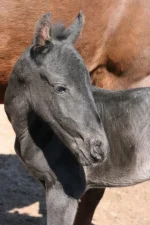 губби2.webp