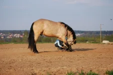 16.webp