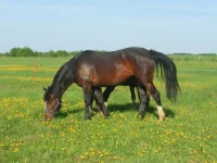 SAM_1208.webp