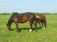 SAM_1212.webp