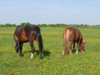 SAM_1213.webp