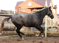 Мещерино 115.webp